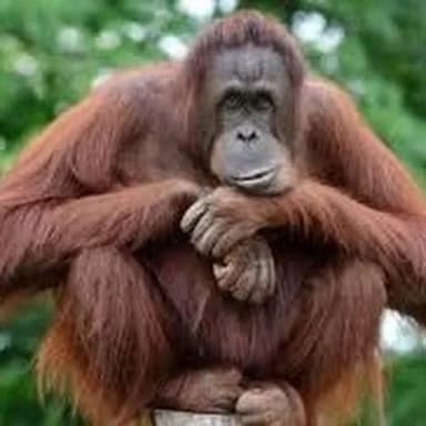 Profil CV KING O23